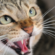 Illustration for article titled New Zealand's Nonsense War on Cats Continues Apace